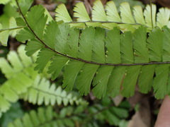 Adiantum malesianum