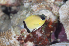 Pycnochromis retrofasciatus