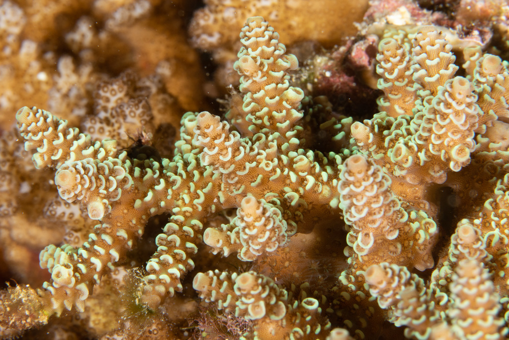 Acropora tenuis
