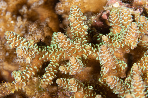 Acropora Table Coral (left) and Staghorn Coral (Acropora palifera, Wakaya  Island, Lomaiviti Archipelago, Fiji