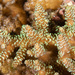 Acropora tenuis - Photo (c) Mark Rosenstein, some rights reserved (CC BY-NC-SA), uploaded by Mark Rosenstein