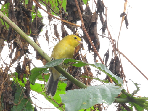 Orange-headed Tanager (Thlypopsis sordida), photo 5