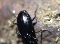 Platyninae