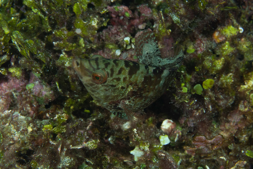 Sneaky Wrasse (Pteragogus guttatus) · iNaturalist