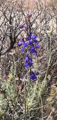 Delphinium parishii subglobosum