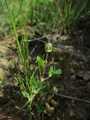 Trifolium microdon
