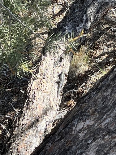 iNaturalist observation photo of Spiny Lizards