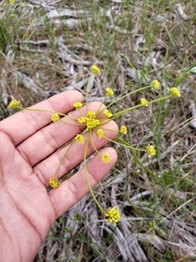 Lomatium marginatum marginatum