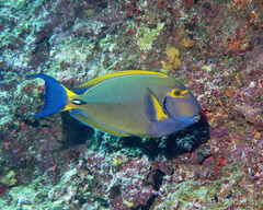 Acanthurus dussumieri