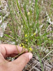 Lomatium marginatum marginatum