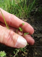 Trifolium microdon