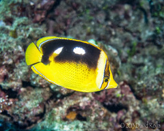 Chaetodon quadrimaculatus