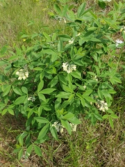 Baptisia megacarpa