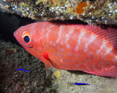 Heteropriacanthus carolinus