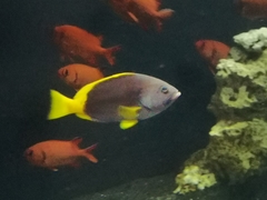 Epinephelus flavocaeruleus