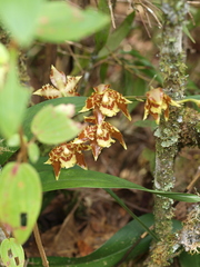 Oncidium sceptrum