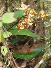 Oncidium sceptrum