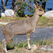 Klipspringer - Photo (c) magriet b, some rights reserved (CC BY-SA), uploaded by magriet b