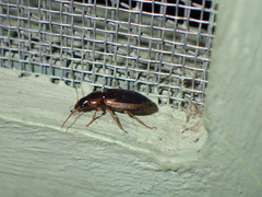 Tanystoma maculicolle