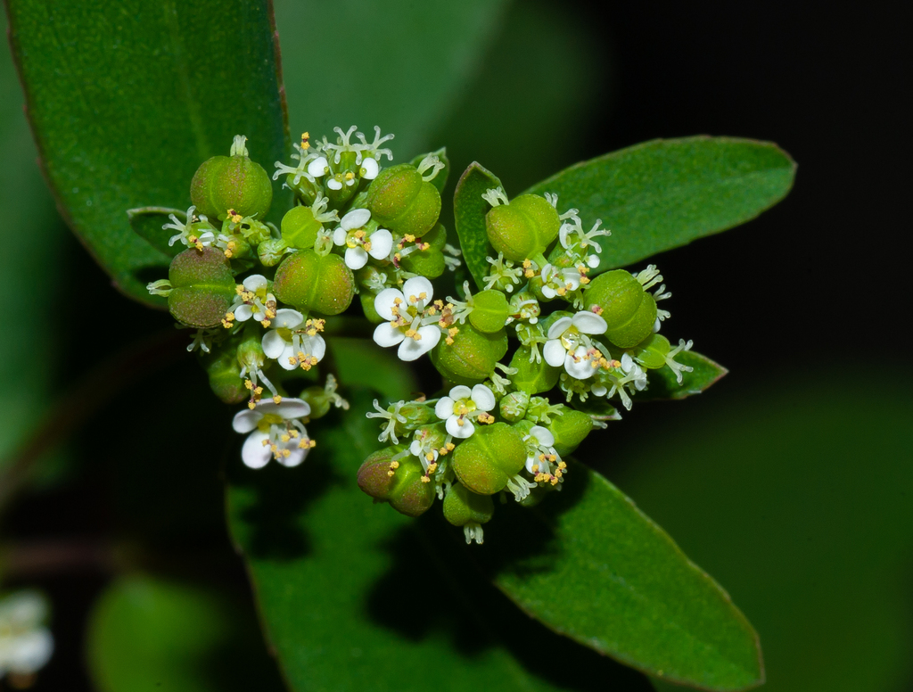 Euphorbia hypericifolia — a medium houseplant, prefers full sun light