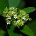Euphorbia hypericifolia - Photo (c) Wayne Fidler,  זכויות יוצרים חלקיות (CC BY-NC), הועלה על ידי Wayne Fidler