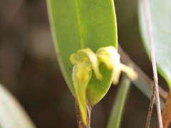 Pleurothallopsis microptera