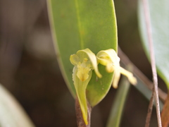 Pleurothallopsis microptera