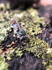Lasioglossum coeruleum