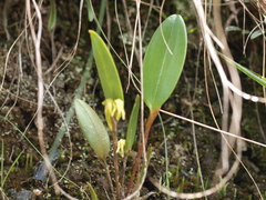 Pleurothallopsis microptera