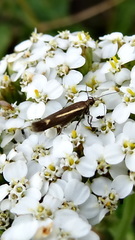 Scythris knochella