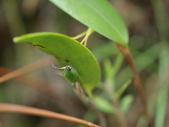 Pleurothallopsis microptera
