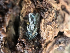Lasioglossum coeruleum