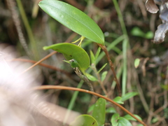 Pleurothallopsis microptera