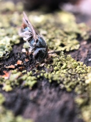 Lasioglossum coeruleum