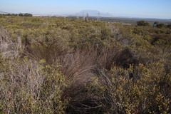 Thamnochortus bachmannii