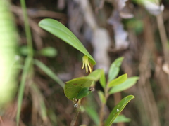 Pleurothallopsis microptera
