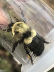 Bombus impatiens