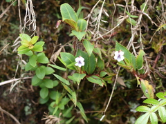 Viola stipularis