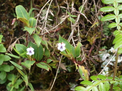 Viola stipularis