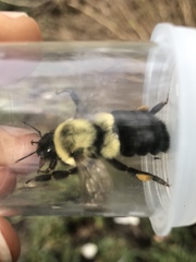 Bombus impatiens