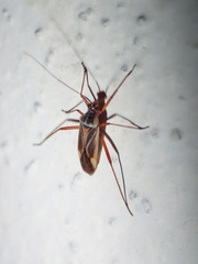 Stittocapsus mexicanus