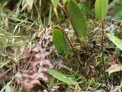 Pleurothallopsis microptera