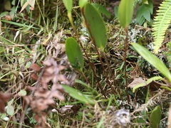 Pleurothallopsis microptera