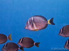 Acanthurus guttatus