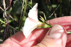 Calystegia longipes