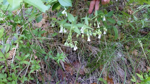Image of Mertensia fendleri by no rights reserved