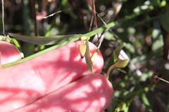 Calystegia longipes