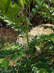 Zanthoxylum avicennae