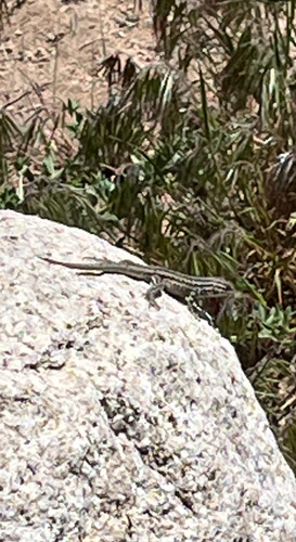 iNaturalist observation photo of Sceloporine Lizards