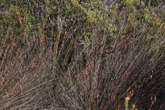 Thamnochortus bachmannii